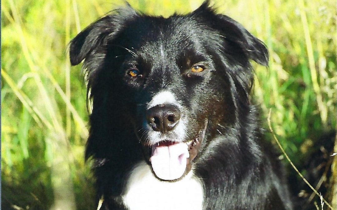 Pozvánka na 5. ročník sportovní akce O Wilíkův pohár 2019